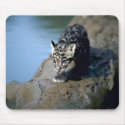 Clouded Leopard-small cub on log in river mousepads