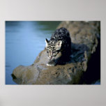 Clouded Leopard-small cub on log in river Poster