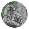 Clouded Leopard stickers