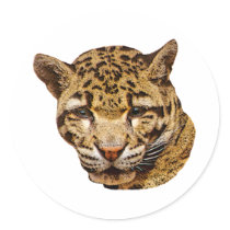 Clouded Leopard stickers by kphotos Clouded Leopard stickers