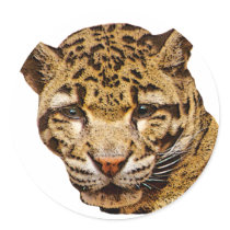 Clouded Leopard stickers by kphotos Clouded Leopard stickers