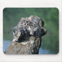 Clouded Leopards-small cubs on log in river mousepads