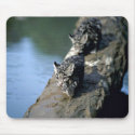 Clouded Leopards-small cubs on log in river mousepads