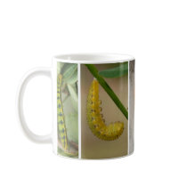 Cloudless Sulphur Butterfly Lifecycle Coffee Mug