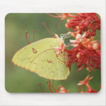 Cloudless Sulphur Butterfly mousepads by shadyoakbutterfly Cloudless Sulphur Butterfly mousepads