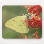 Cloudless Sulphur Butterfly mousepads