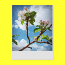 Clouds and Blossoms postcards