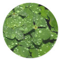 Clover 002 Sticker