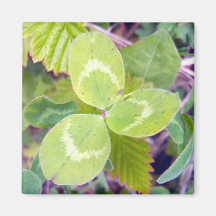 Clover 1 magnet