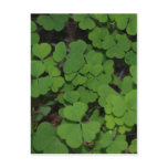 clover cluster postcards
