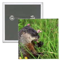 Clover-eating Groundhog Button