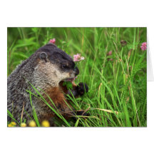 Clover-eating Groundhog Card