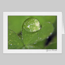 Clover with a Dew Drop cards