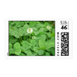 clover (You can customize) Stamps