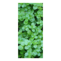 CLOVERS PERSONALIZED RACK CARD