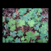 Cloves in the Humboldt redwood forest posters