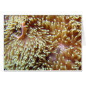 Clown and Anemonie Mouth cards
