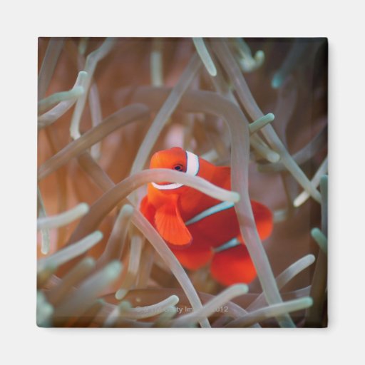Clown anemonefish 2 magnets