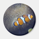 clown fish, 2 refrigerator magnet