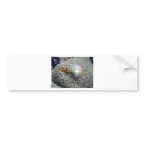 clown fish 3 bumper stickers