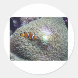 clown fish 3 round sticker