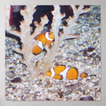 Clown Fish and Coral Poster