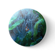 Clown Fish Pins