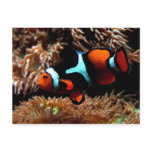 Clown Fish by JLH Postcard