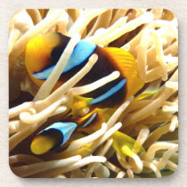 Clown Fish Drink Coaster