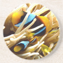 Clown Fish Drink Coasters