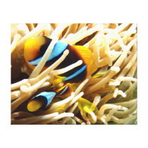 Clown Fish Gallery Wrap Canvas