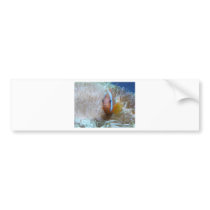 clown fish in anemone bumper stickers