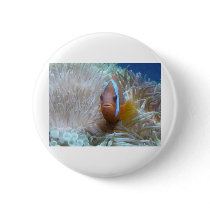 clown fish in anemone pins