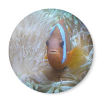 clown fish in anemone refrigerator magnets