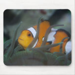Clown-fish in anemone mousepad
