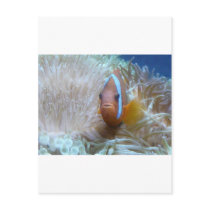 clown fish in anemone postcards