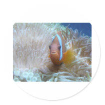clown fish in anemone sticker