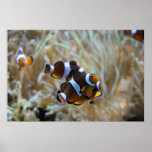 Clown Fish in Reef Posters
