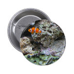 Clown Fish In The Tank Buttons