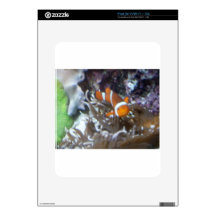 Clown Fish iPad Decal