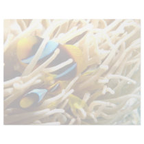 Clown Fish Custom Letterhead