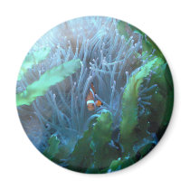 Clown Fish Refrigerator Magnets