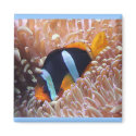Clown Fish Magnet