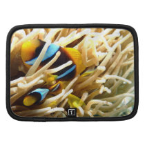 Clown Fish Organizer