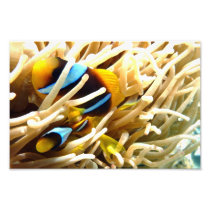 Clown Fish Art Photo