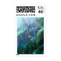 Clown Fish Postage Stamps