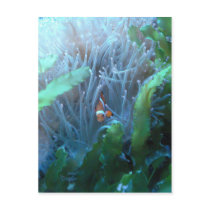 Clown Fish Postcard