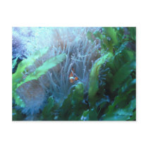 Clown Fish Postcards