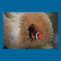 Clown Fish posters