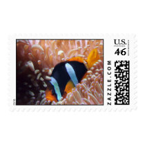 Clown fish stamp by journeyoftheanimals Clown fish stamp